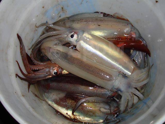 На что ловить кальмара