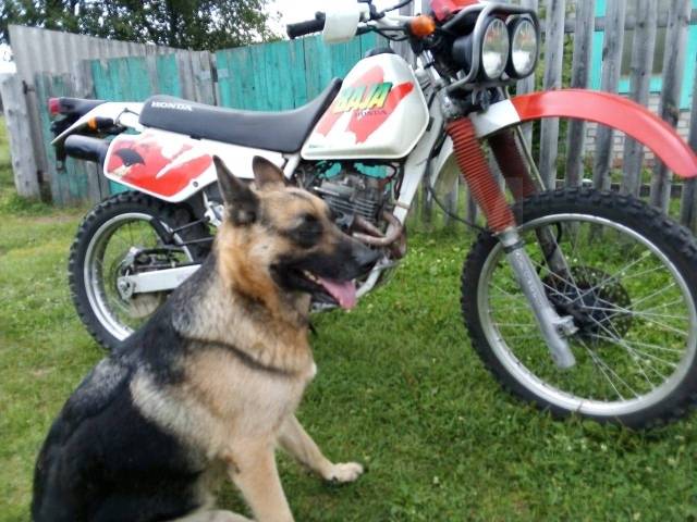 Honda XLR 250 Baja. 250. ., , ,   