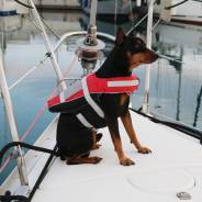     Lalizas Comfy Pet 73577  XL 40-80  57-76   91-113 