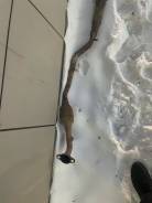 ��������� Toyota Passo KGC30, 1KR ����